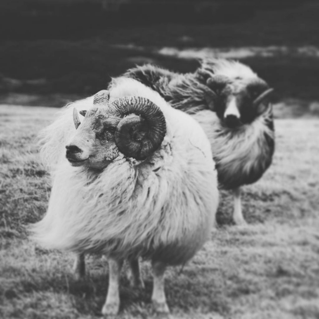 Island - Schafe