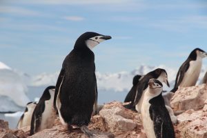 Stärken stärken das Pinguin Prinzip Hirschhausen