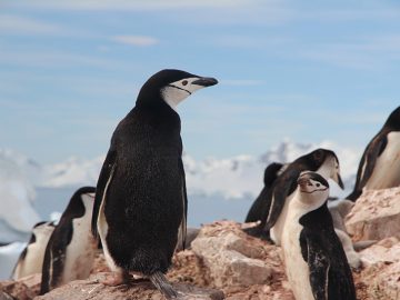 Stärken stärken das Pinguin Prinzip Hirschhausen