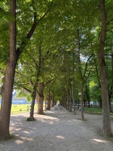 Allee im Hofgarten
